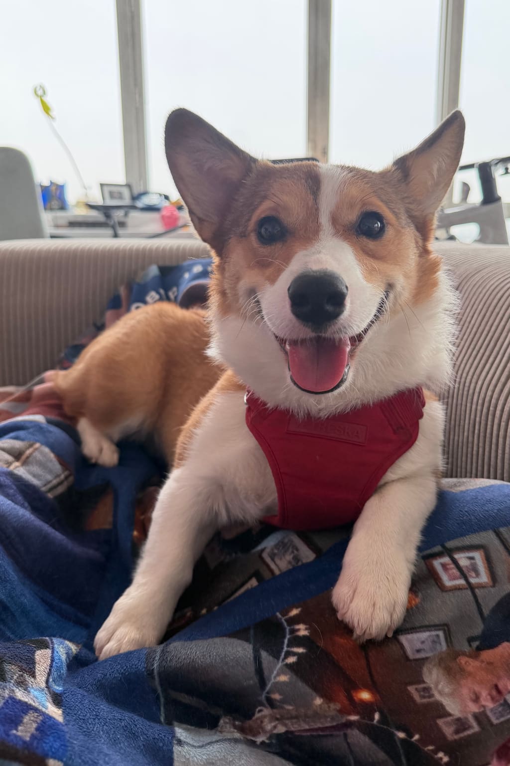 Dog portrait — the original photo